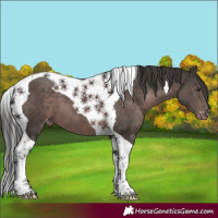 Horse Color:Platinum Liver Chestnut Tobiano Appaloosa