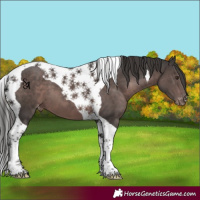 Horse Color:Platinum Liver Chestnut Tobiano Appaloosa 