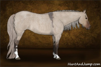 Horse Color:Silver Brown Roan Dun Sabino 