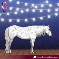 Horse Color:Silver Grullo Sabino Appaloosa Rabicano