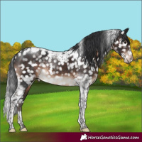 Horse Color:Brown Tobiano Appaloosa Rabicano 