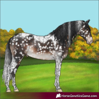 Horse Color:Brown Tobiano Appaloosa Rabicano 