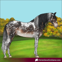 Horse Color:Brown Tobiano Appaloosa Rabicano 