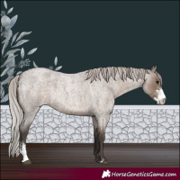 Horse Color:Silver Grullo Roan Sabino 