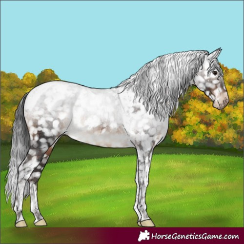 Horse Color:Brown Tobiano Appaloosa Rabicano 