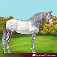 Horse Color:Brown Tobiano Appaloosa Rabicano