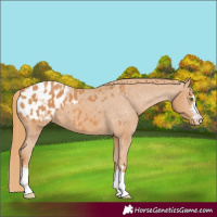 Horse Color:Chestnut Appaloosa 