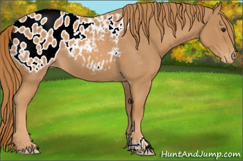 Horse Color:Red Roan Blanket 
