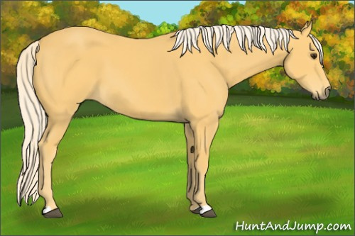 Horse Color:Palomino