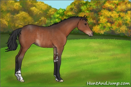 Horse Color:Unknown 