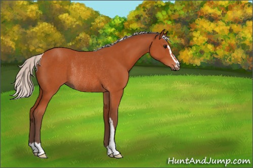 Horse Color:Unknown 