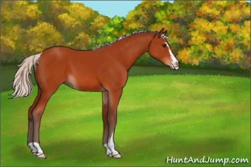 Horse Color:Unknown 