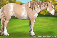 Horse Color:White Spotted Gold Champagne