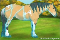 Horse Color:Thunderstruck Buckskin Tobiano