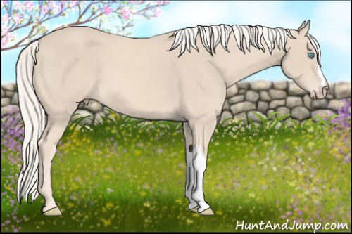 Horse Color:Cremello 