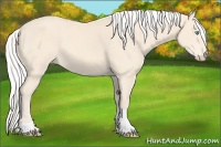 Horse Color:Silver Perlino Sabino Tobiano 