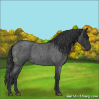 Horse Color:Blue Roan 