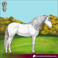 Horse Color:Black Pearl Sabino 