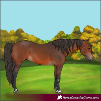 Horse Color:Bay 