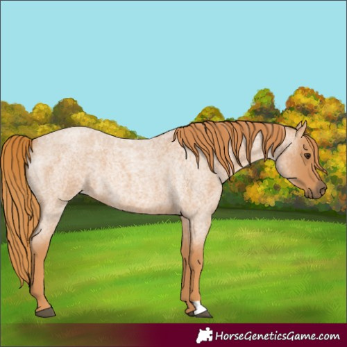 Horse Color:Red Roan 