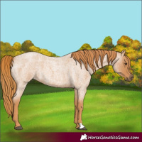 Horse Color:Red Roan 