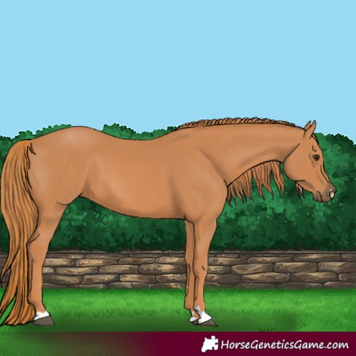 Horse Color:Chestnut 