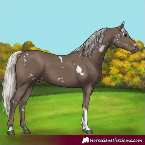 Horse Color:White Spotted Silver Black Tobiano 