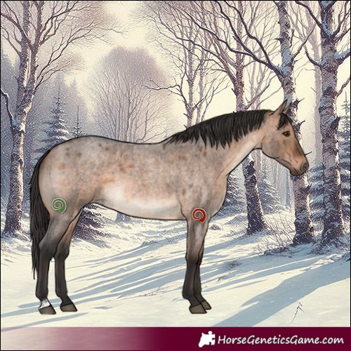 Horse Color:Brown Roan Dun Brindle 