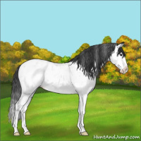 Horse Color:White Spotted Black Splash Appaloosa 