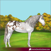 Horse Color:Buckskin Splash Appaloosa 