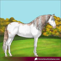 Horse Color:Gold Champagne Splash Frame Appaloosa 