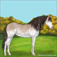 Horse Color:White Spotted Sable Champagne Dun 