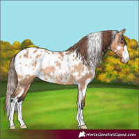 Horse Color:White Spotted Bay Dun Appaloosa 