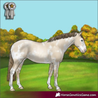 Horse Color:White Spotted Smoky Grullo Pearl Sabino Rabicano