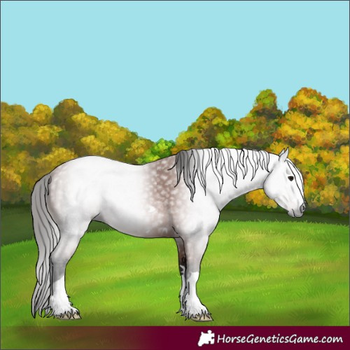 Horse Color:Gray Bay 