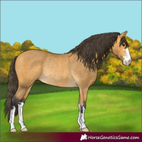 Horse Color:Buckskin Rabicano 