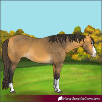 Horse Color:Buckskin 