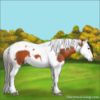 Horse Color:Bay Splash Tobiano