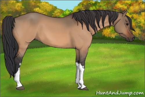 Horse Color:Bay Dun 