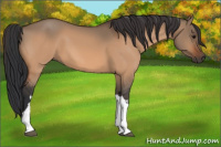 Horse Color:Bay Dun