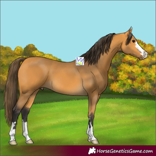 Horse Color:Buckskin 