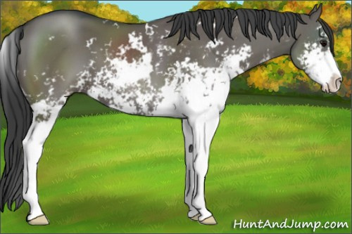 Horse Color:Grullo Sabino 