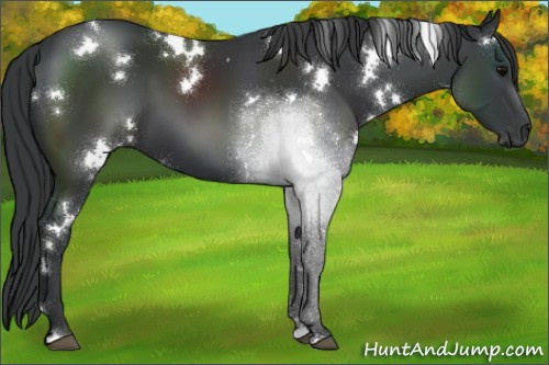 Horse Color:White Spotted Black Sabino 