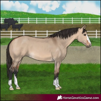 Horse Color:Bay Dun 
