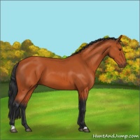 Horse Color:Bay 