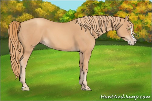 Horse Color:Gold Champagne Splash 