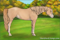 Horse Color:Gold Champagne Splash 
