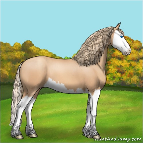 Horse Color:Gold Champagne Splash