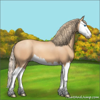 Horse Color:Gold Champagne Splash 