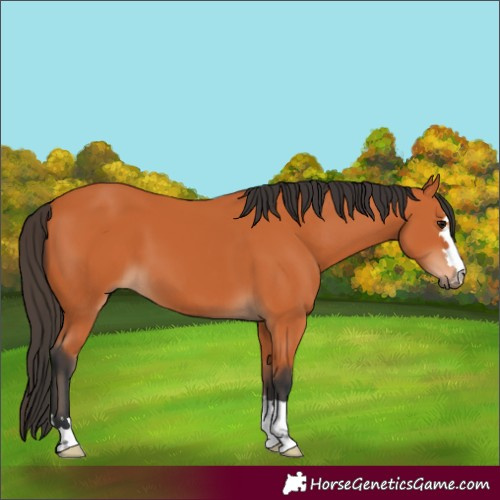 Horse Color:Bay 